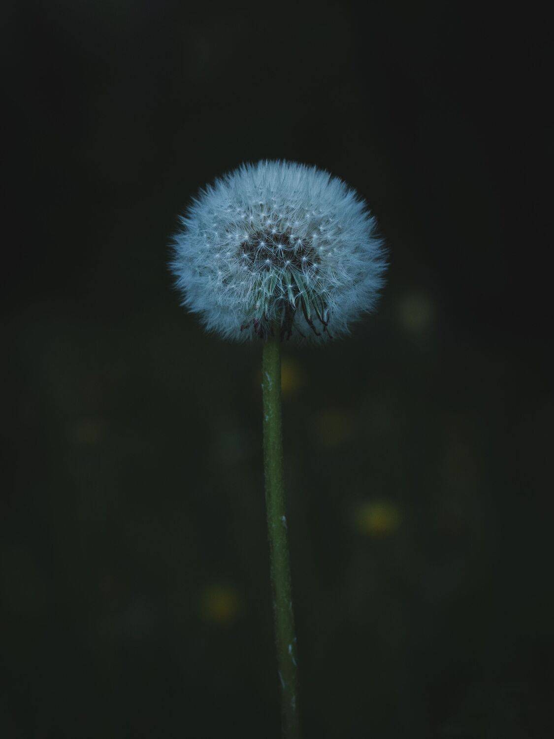 dandelion, macro, plants, flower, nature, Бравичева Анастасия