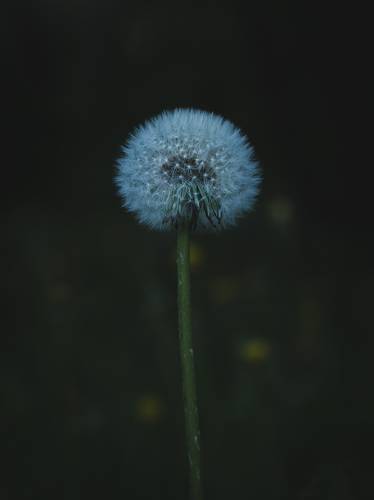 Mini galaxy