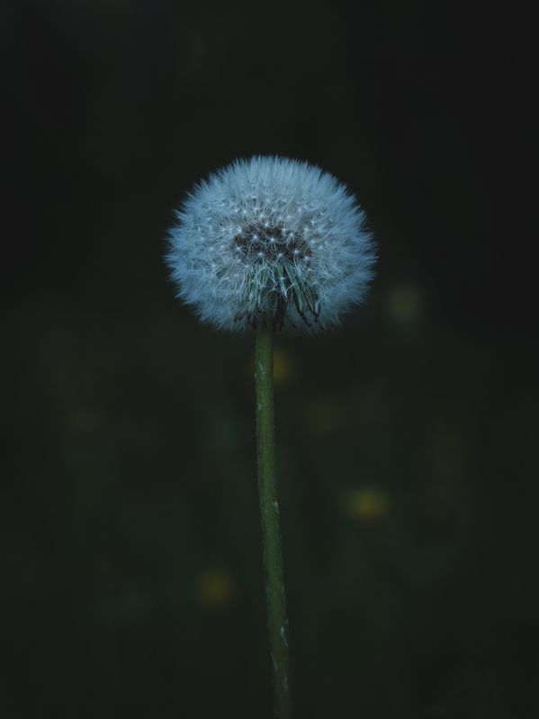 dandelion, macro, plants, flower, nature Mini galaxy фото превью