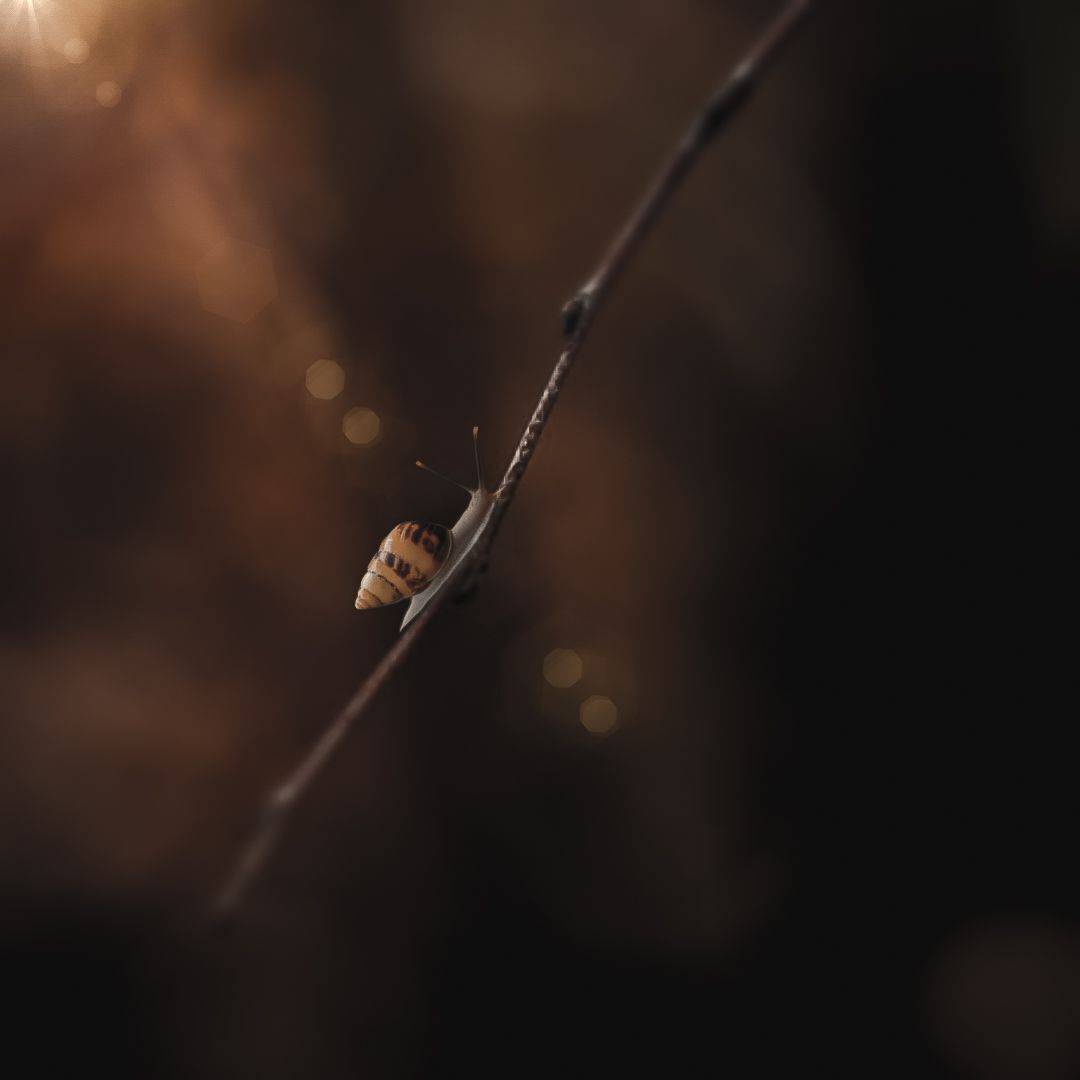 макро, цветы, природа, насекомые, красота, Olga Smirnova