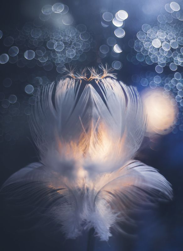 close-up, reflections, bokeh, trioplan50 Цветок жизни... фото превью