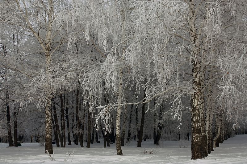 Морозное... фото превью