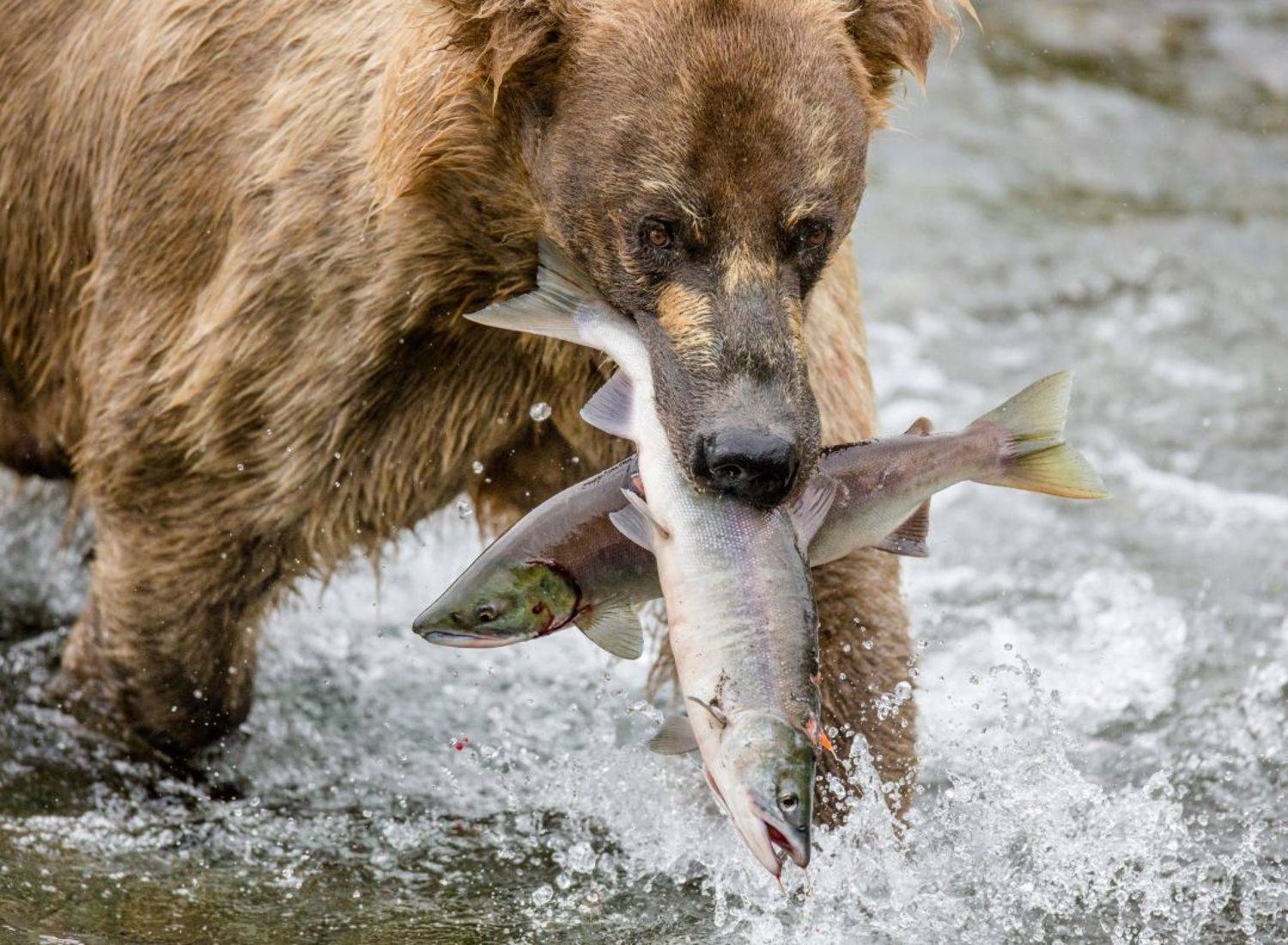 , Гудков Андрей