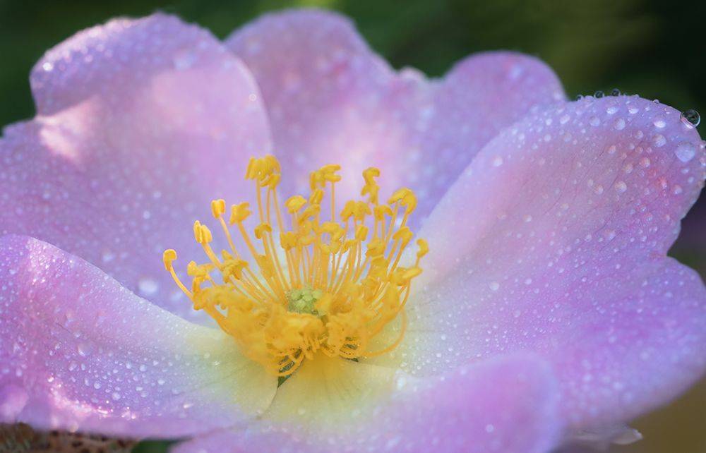 цветок, flower, капли, макро, macro, волшебное макро, Марина Хилько
