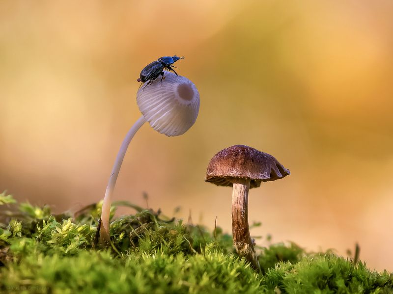 жук, грибы К взлёту готов фото превью