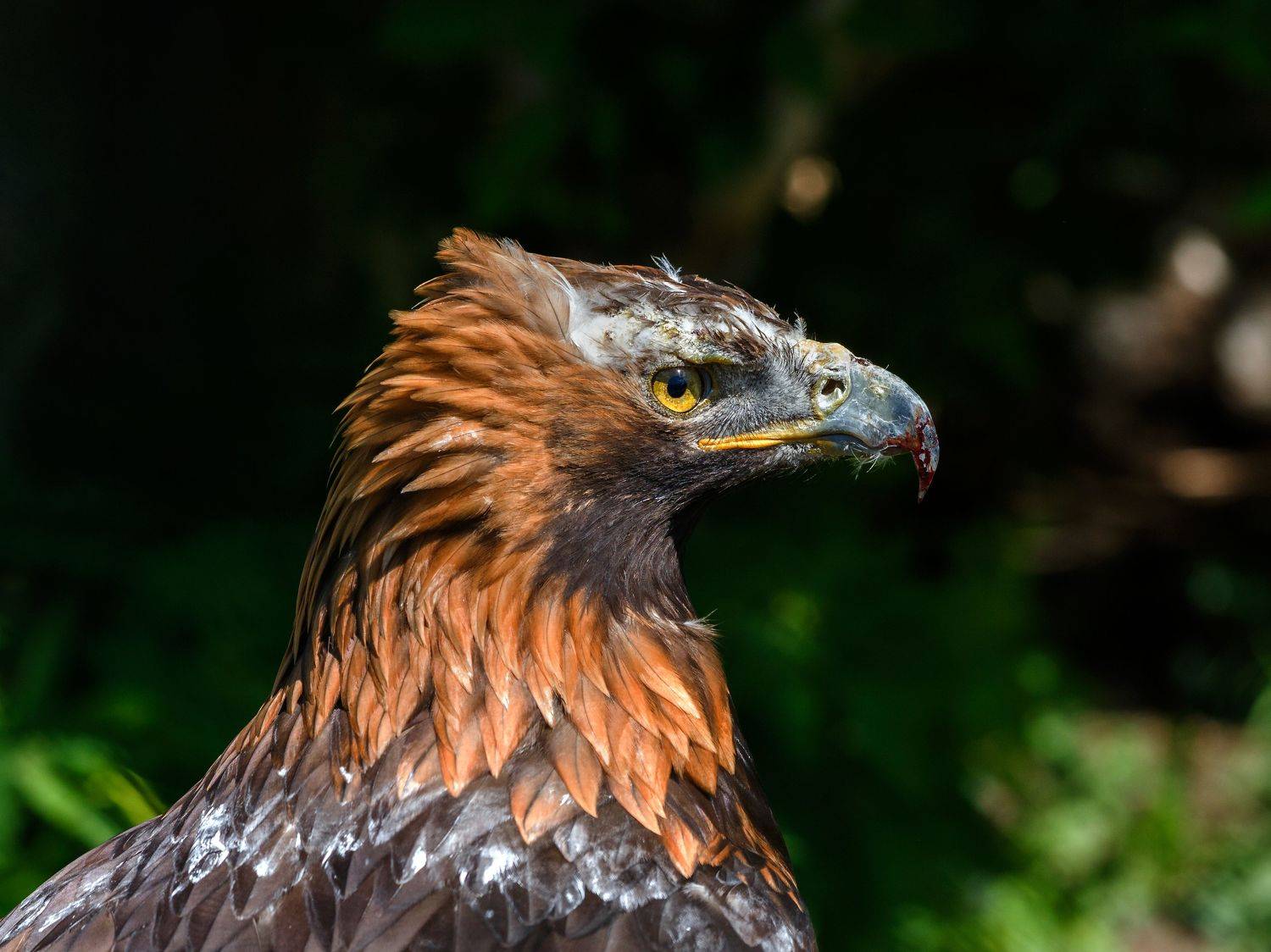 , Олег Богданов