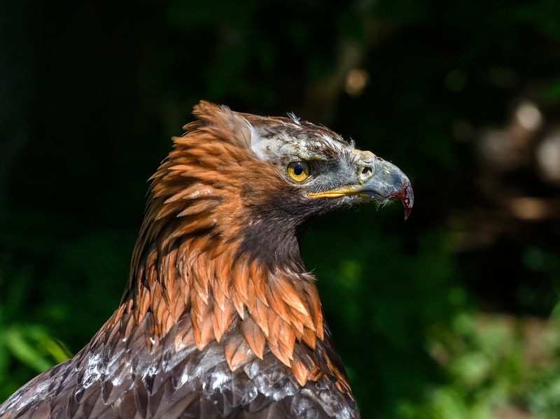 Беркут фото превью