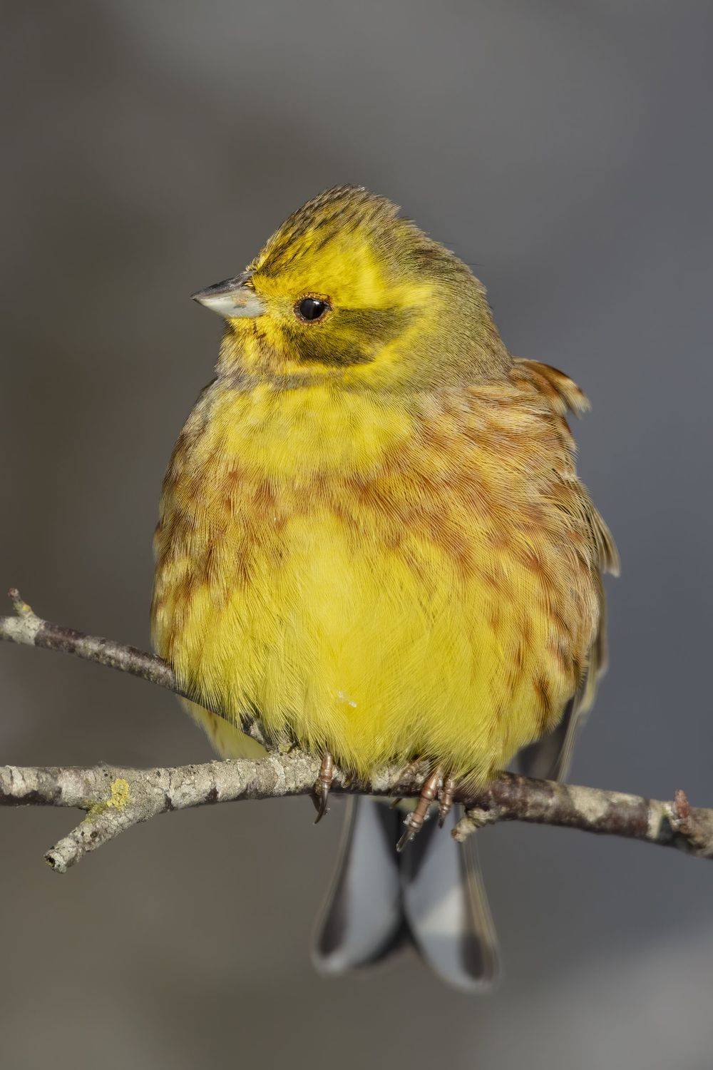 Geltonoji starta (Emberiza citrinella) Yellowhammer, Rimantas Stankunas