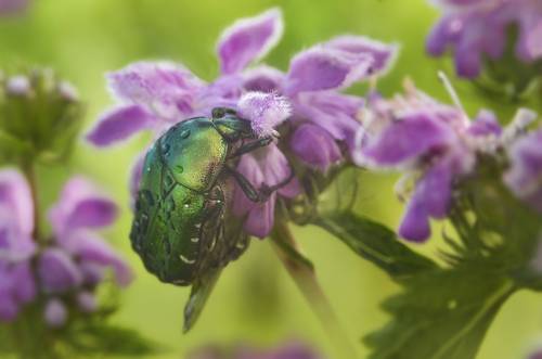 В розовых облаках