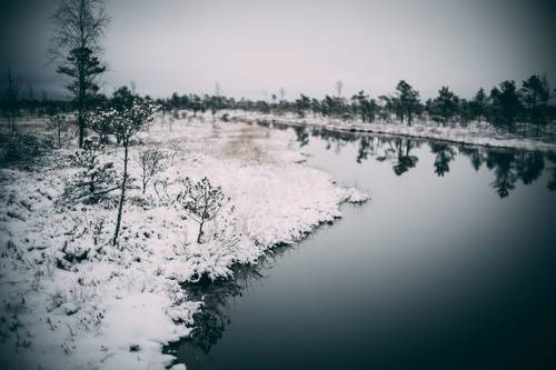 Cold winter landscape frozen snow swamp Kemeri