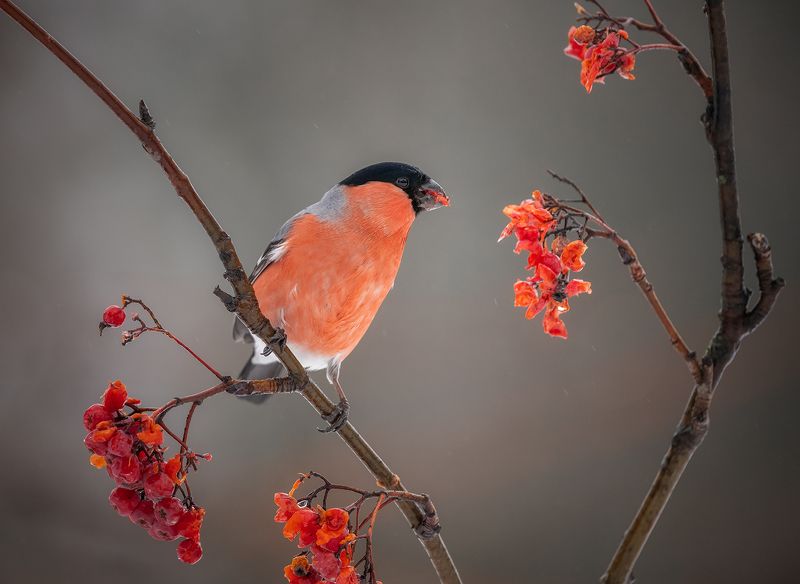 Снегирь фото превью