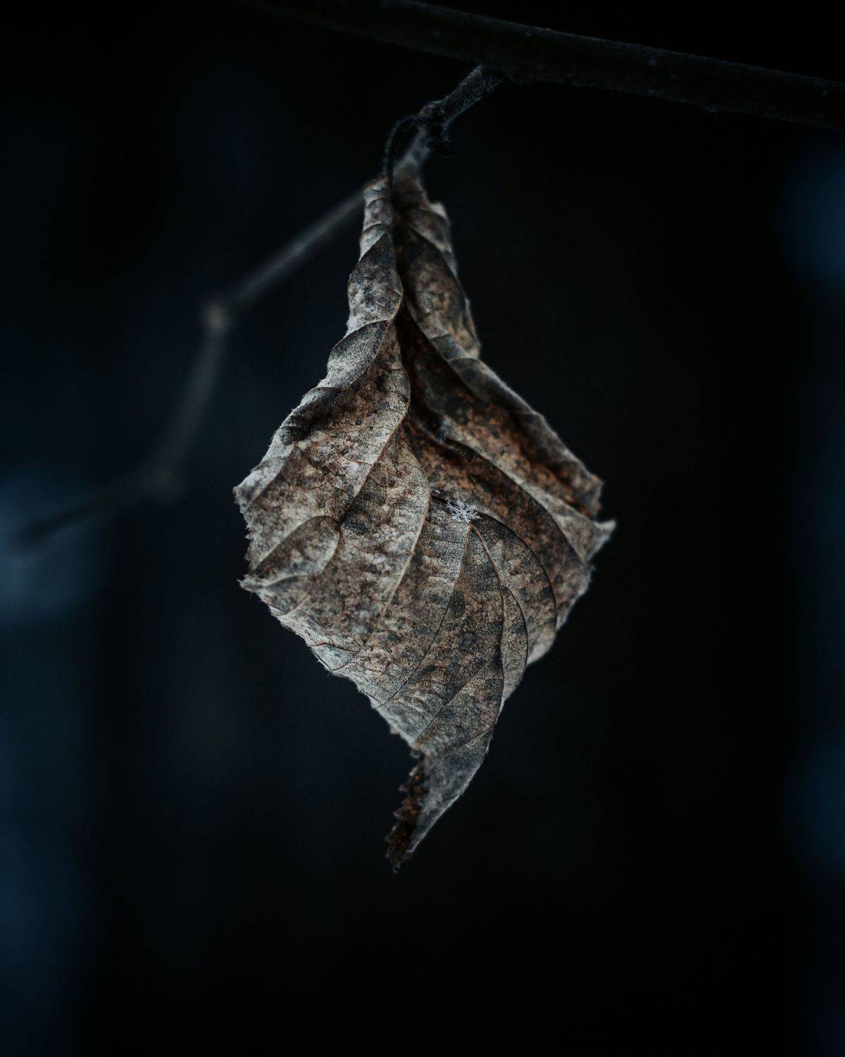 , Максим Салихов