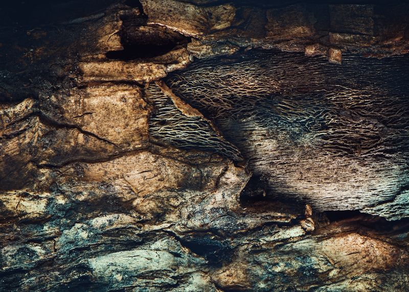 Tree фото превью