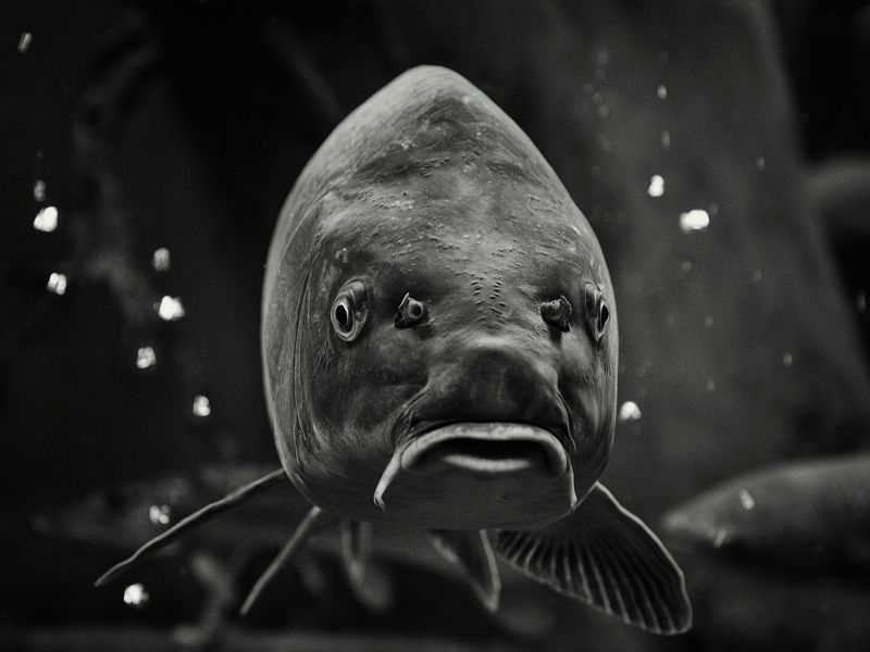 Мудрец фото превью