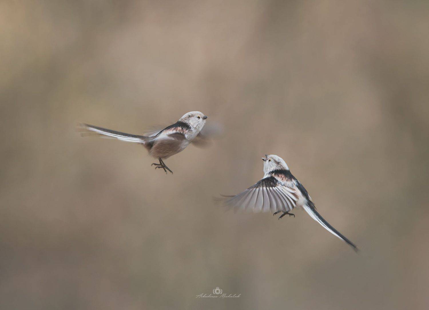 , Arkadiusz Michalak
