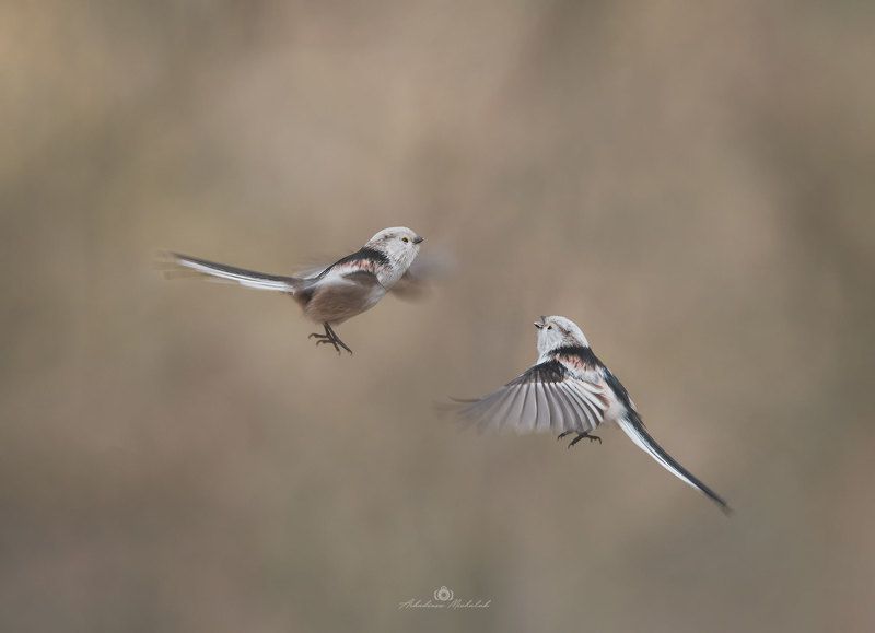 Raniuszek фото превью