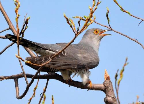 Майская кукушка.
