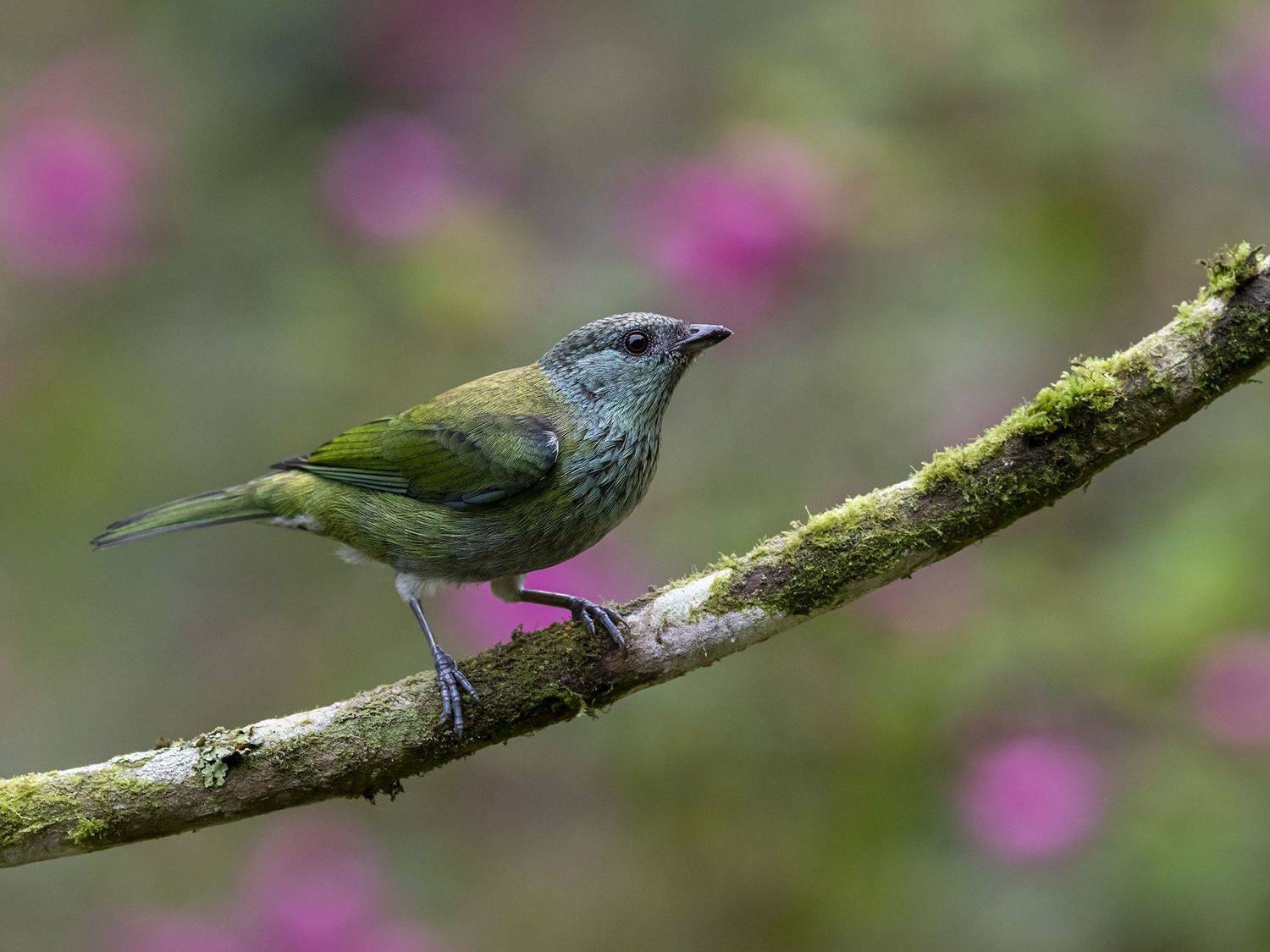 , Fernando Burgalin Sequeira