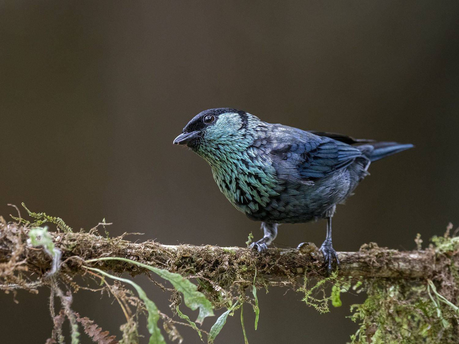 , Fernando Burgalin Sequeira