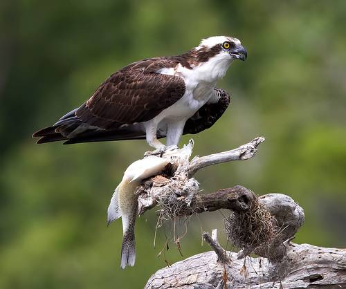 Osprey with Prey - Скопа с добычей