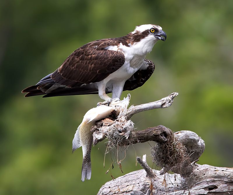 скопа, osprey, florida, флорида, хищные птицы, raptor, wildlife, wild Osprey with Prey - Скопа с добычей фото превью