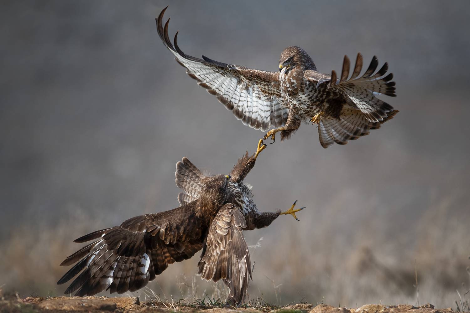 , Мартин Попов