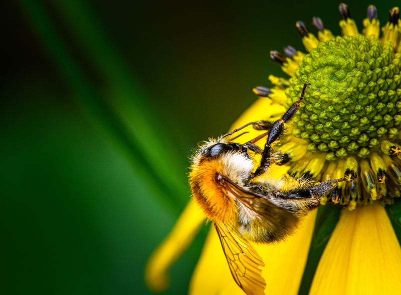 Bumblebee фото превью
