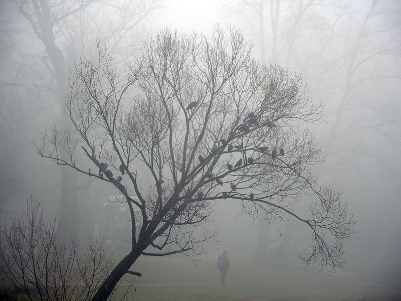 голуби фото превью