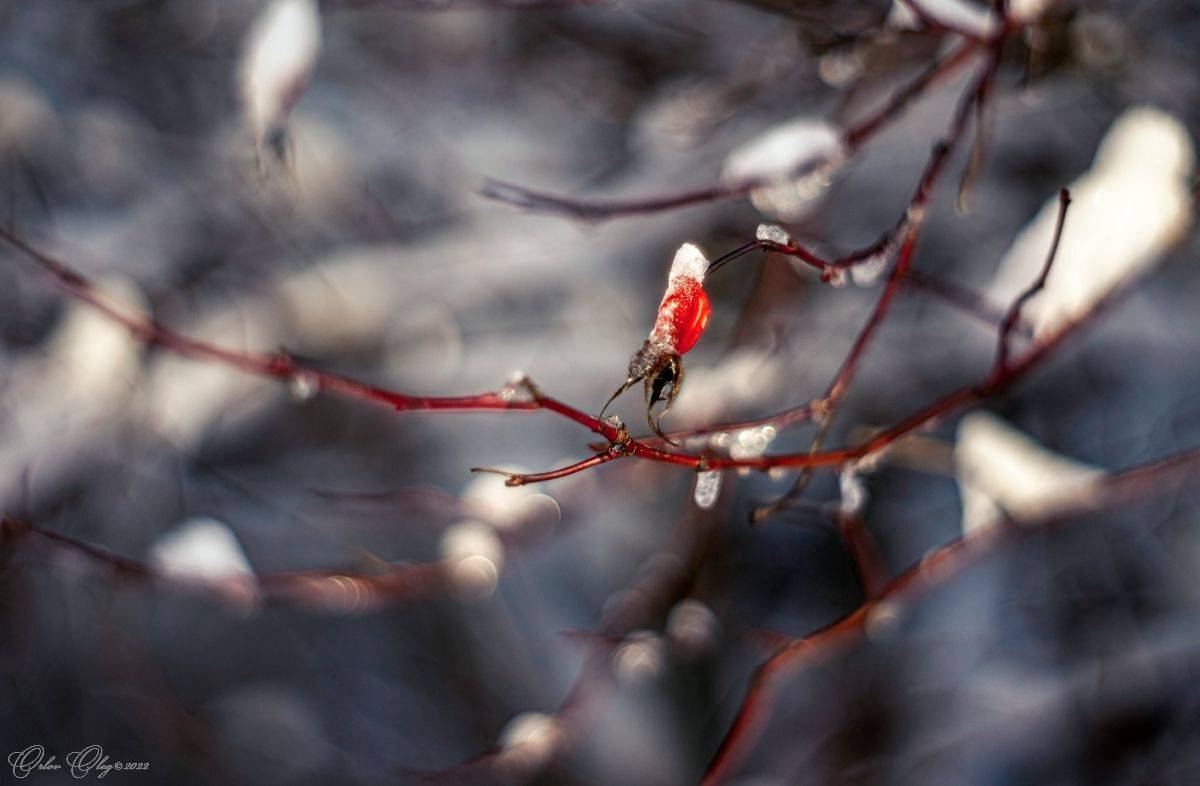 , Орлов Олег