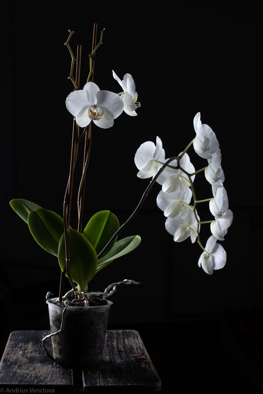 Phalaenopsis фото превью
