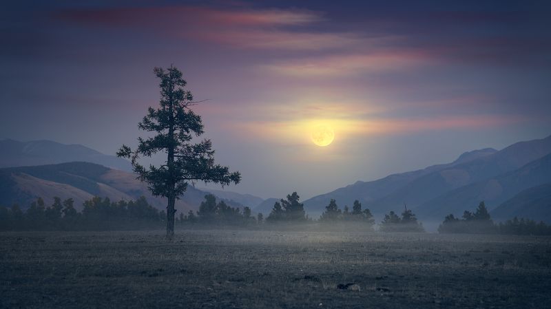 пейзаж, природа, дерево, луна, закат, сумерки, степь, алтай, курай Лунный пейзаж фото превью