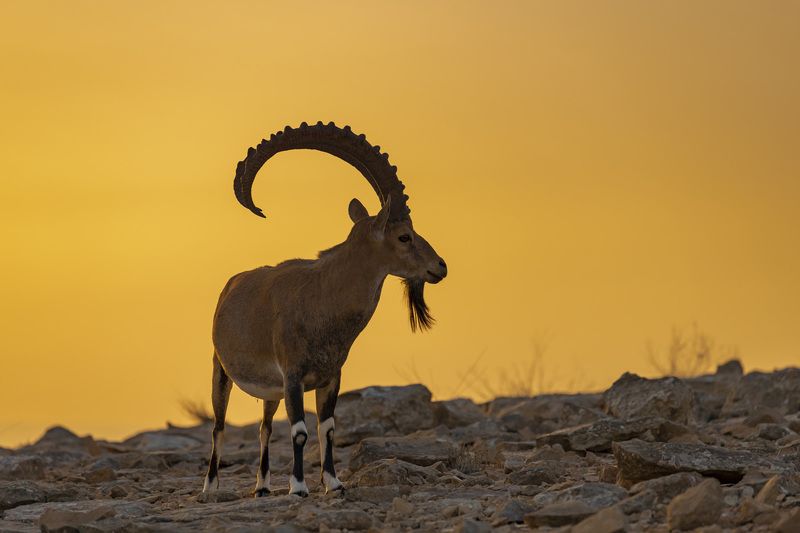 desert animals фото превью
