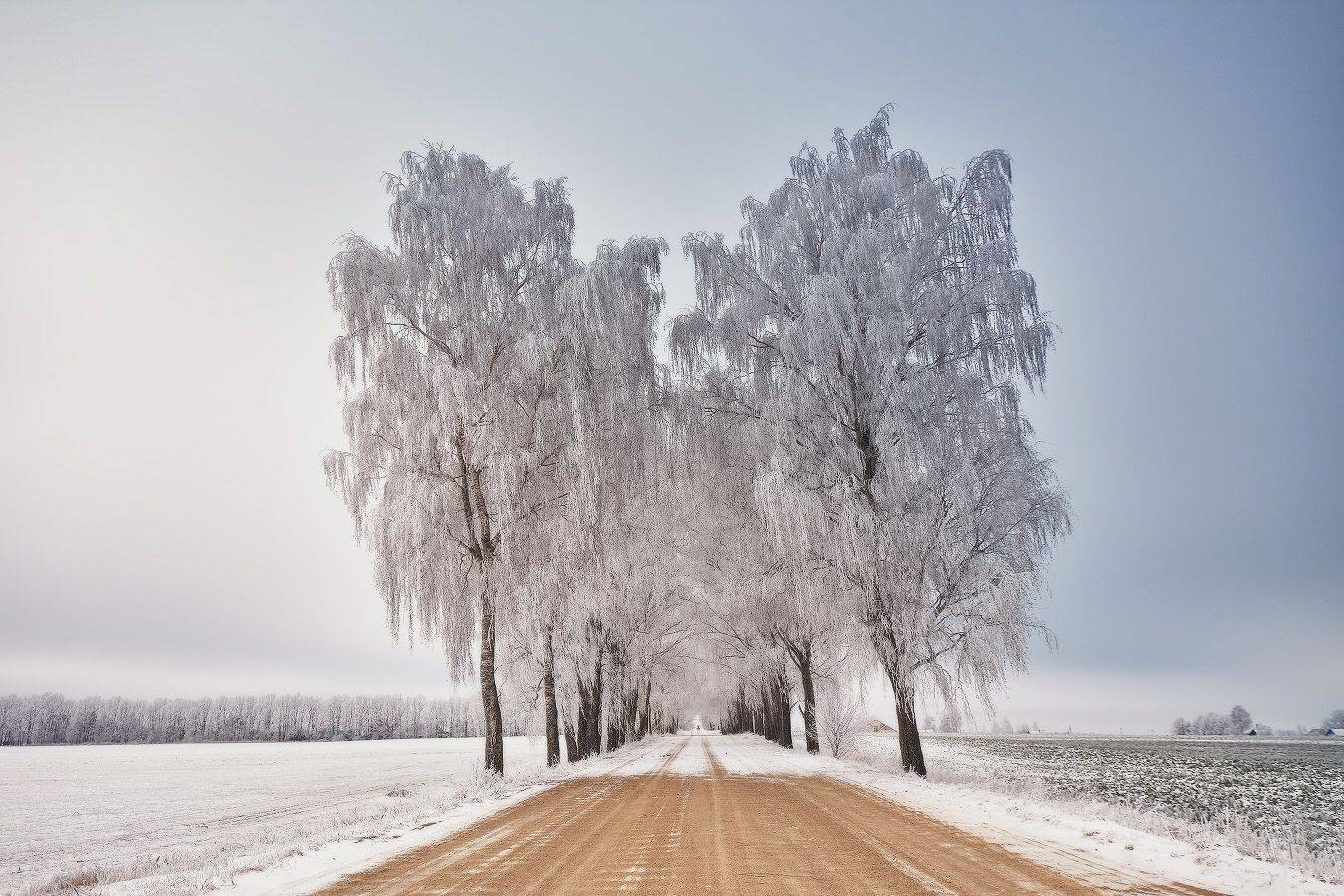 аллея, беларусь, декабрь, деревня, дорога, зима, минск и окрестности, облака, Вейзе Максим