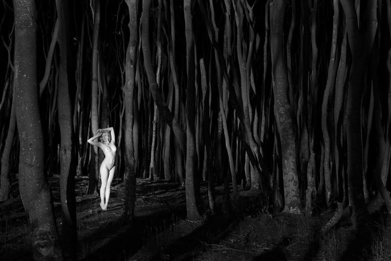 Wald, Bäume, Ostsee, Weststrand Ins Licht gerückt фото превью