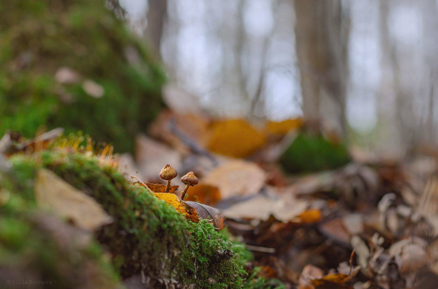 лес, осень, грибы, Ершова Юлия