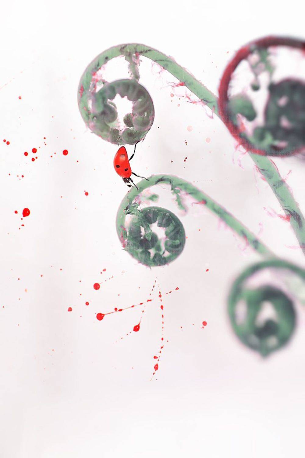 божья коровка, макрофотографии, макро,, Полина Васеева