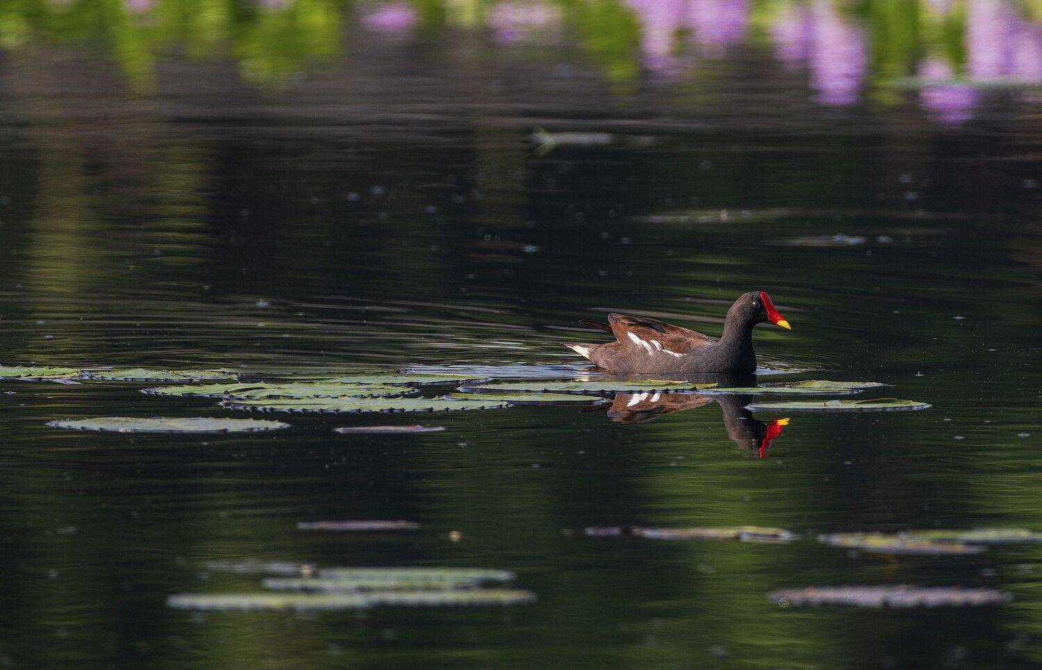duck,moorhen,bird,birds,nikon,wild,water,reflection,shadows,lake,pond,flowers,swan,colors,nikon,beauty,nature,animals,eyes, G N RAJA