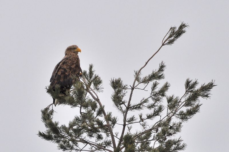 Хищники :) фото превью