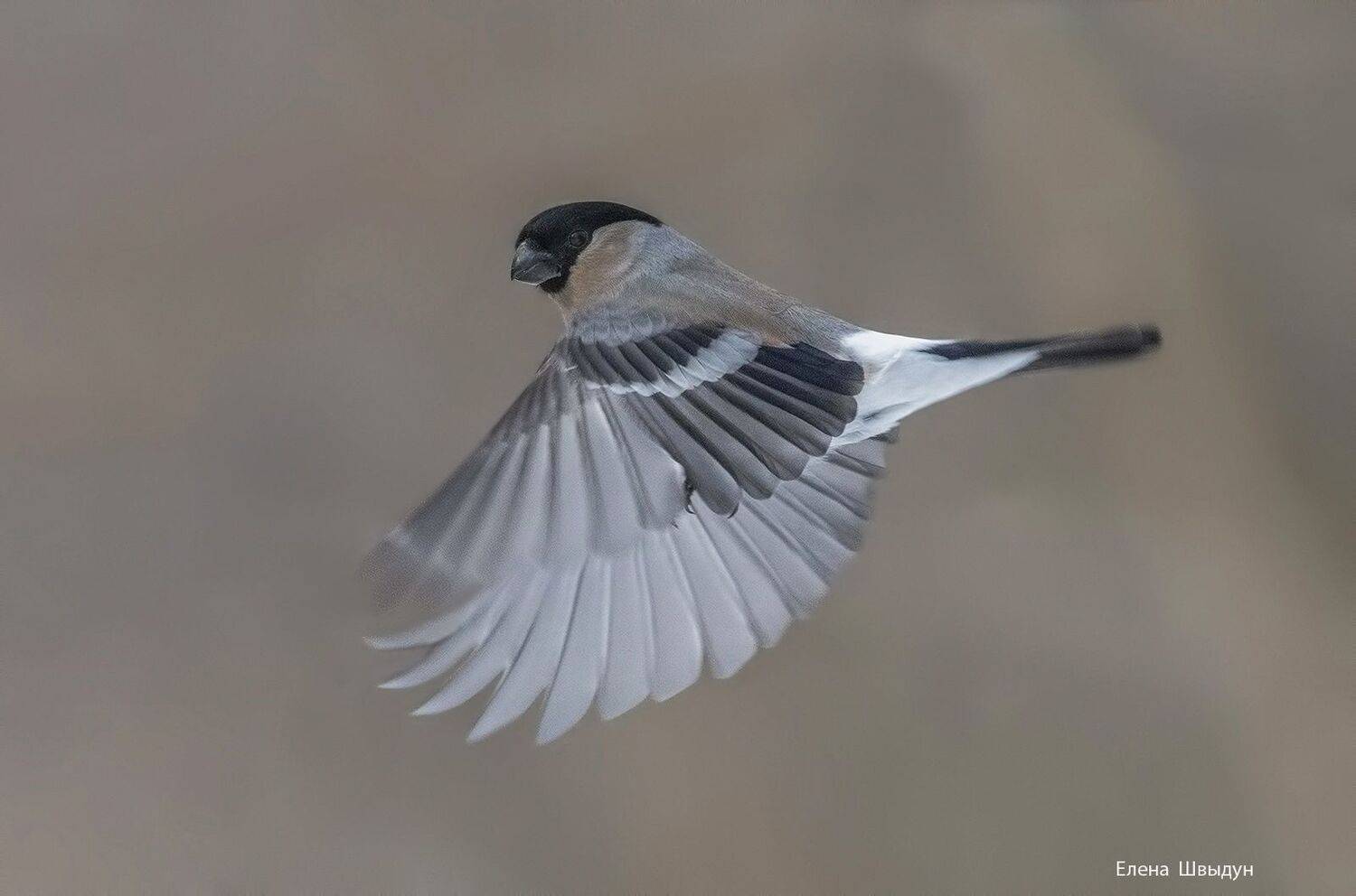 bird of prey, animal, birds, bird,  animal wildlife,  nature,  animals in the wild, снегирь, bullfinch, птицы, птица, flying/ полёт, летящий_снегирь, Елена Швыдун