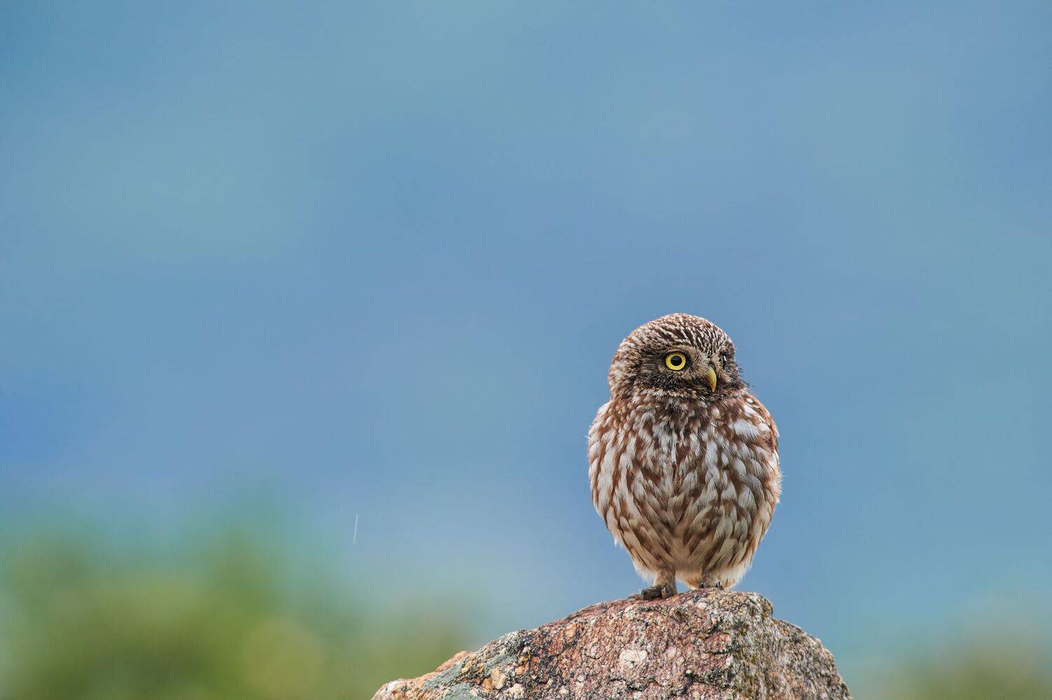 nature, wildlife, birds, owls, Калин Ботев