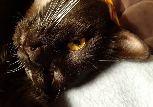 Golden Eye