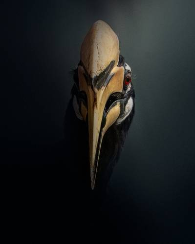 Oriental Pied Hornbill