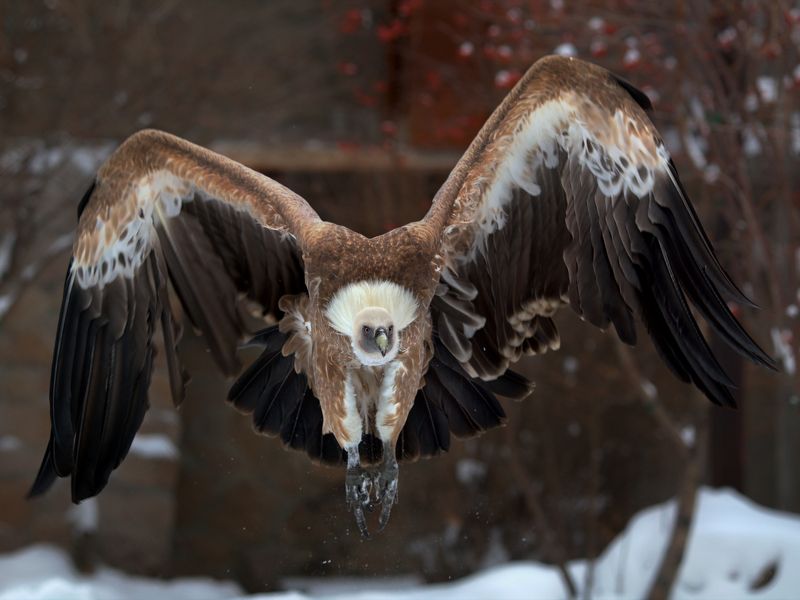 Белоголовый сип фото превью