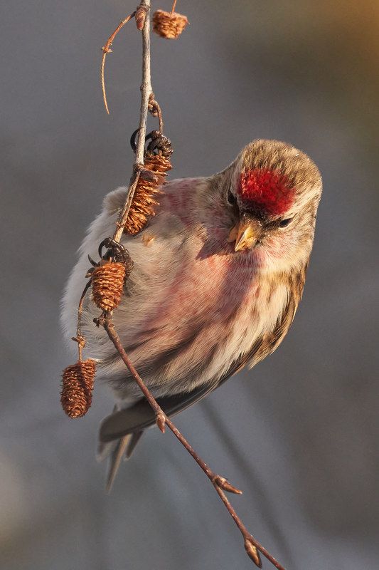 Чечетка (СПб, январь 2022) фото превью