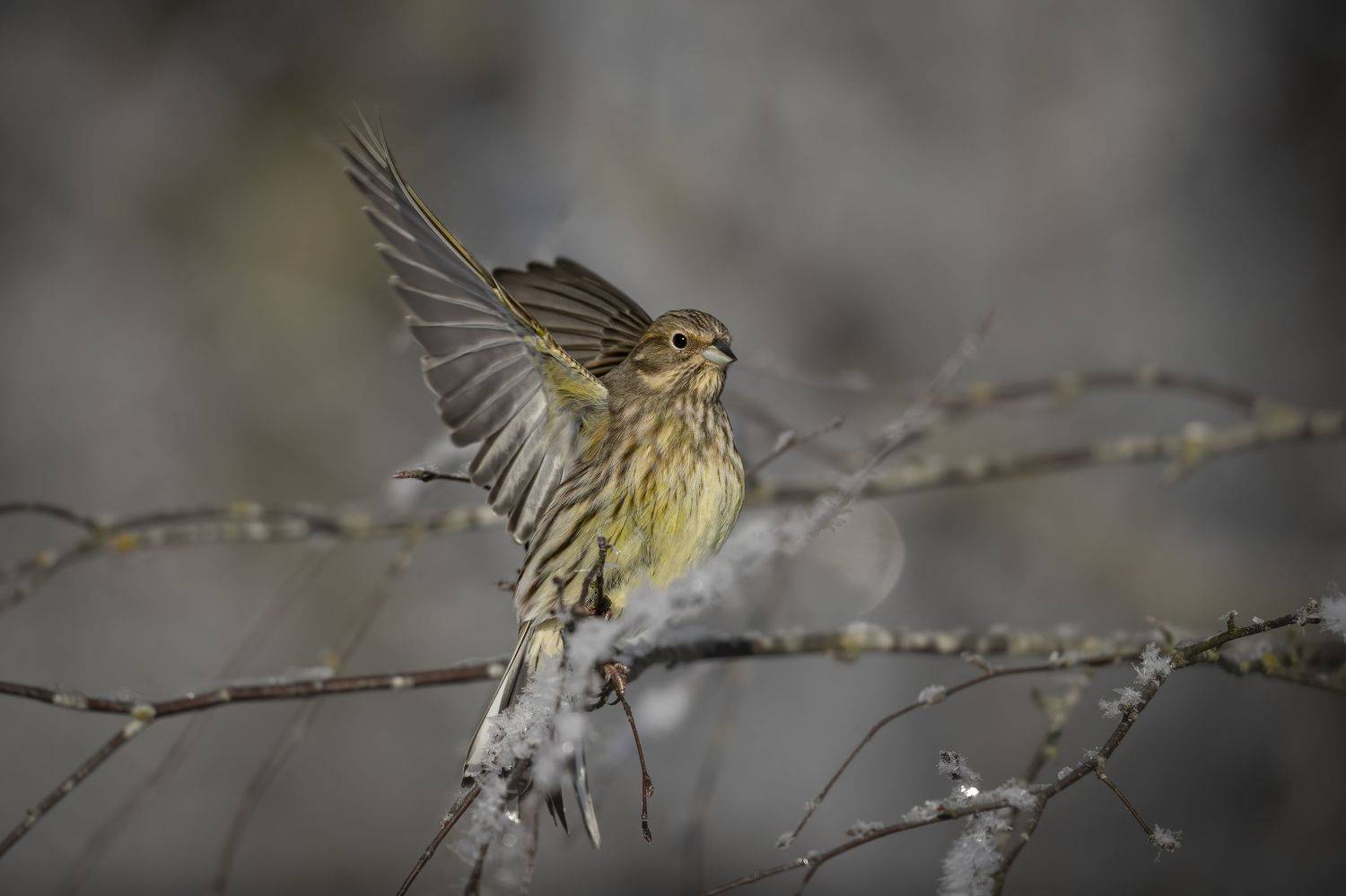 Geltonoji starta (Emberiza citrinella) Yellowhammer, Rimantas Stankunas