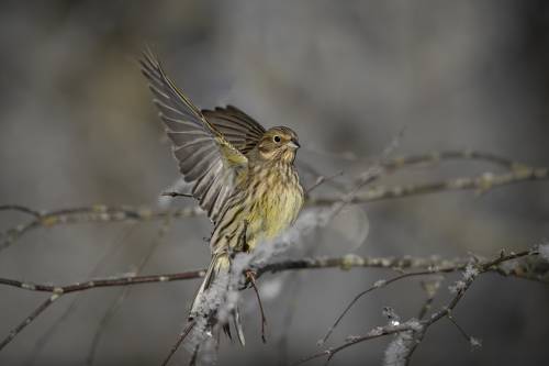 Geltonoji starta (Emberiza citrinella) Yellowhammer