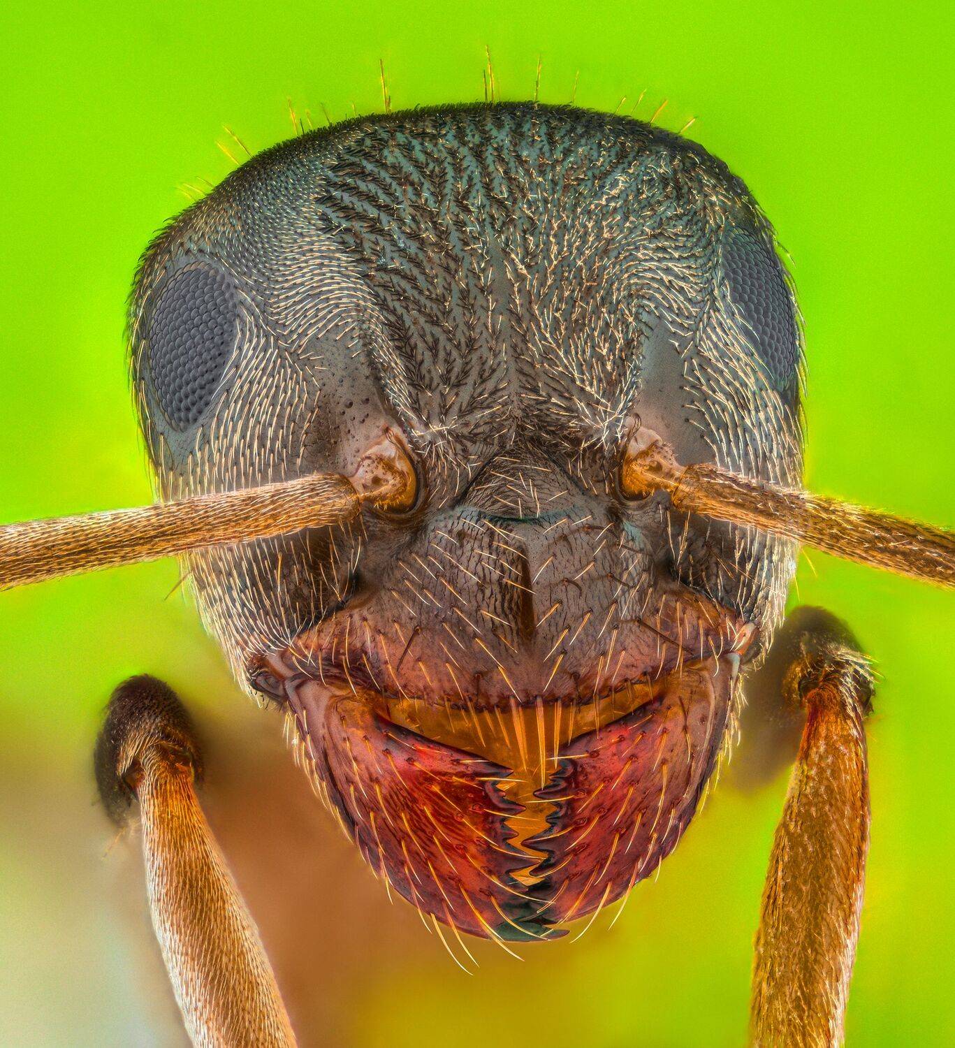 ceclii, macro, Tsvetan Ganev