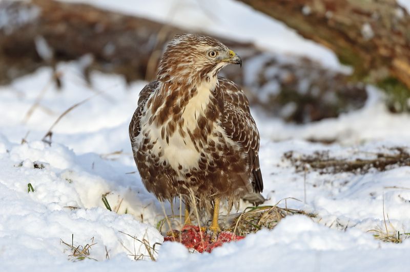 Канюк. фото превью