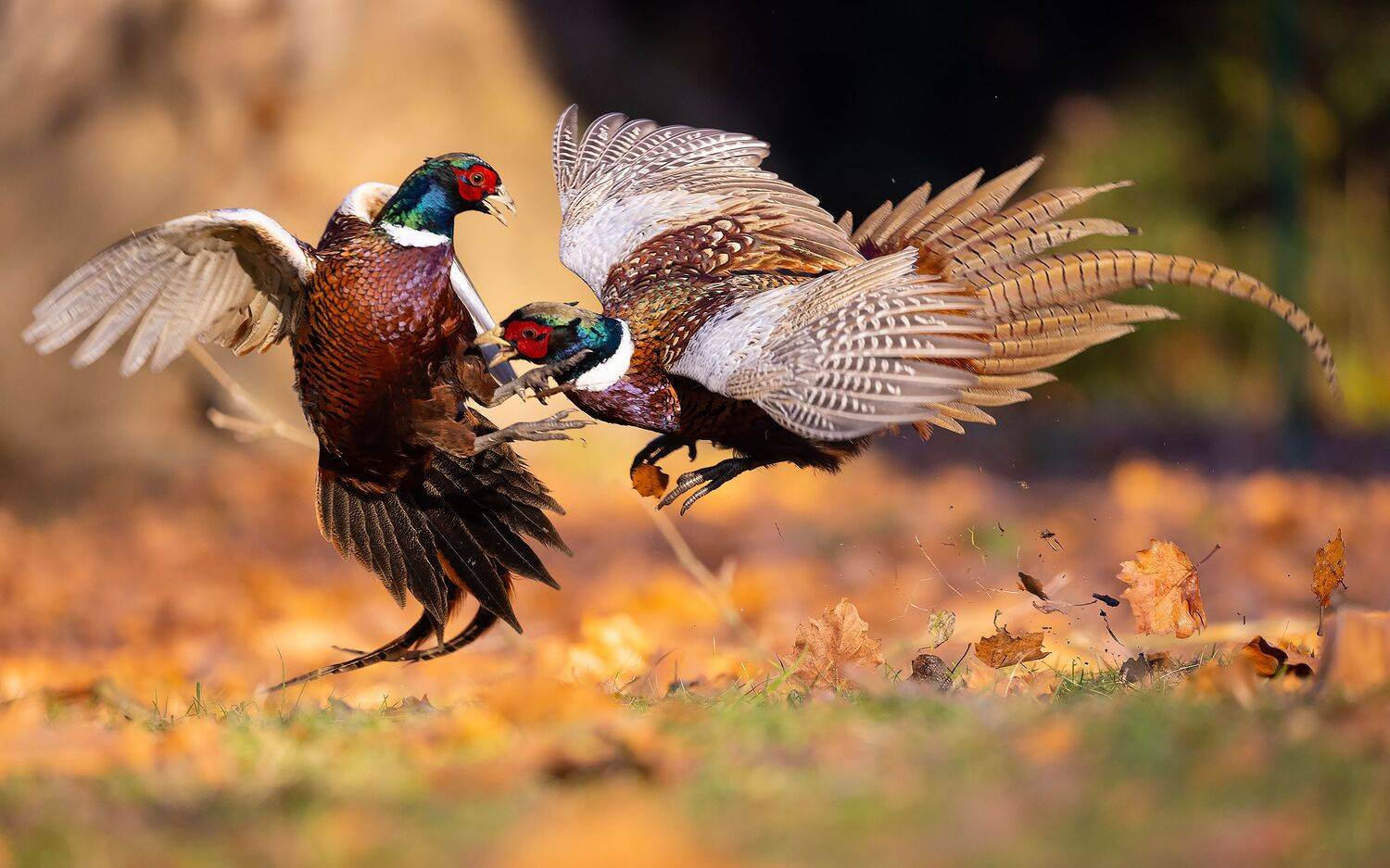 , Robert Adamec