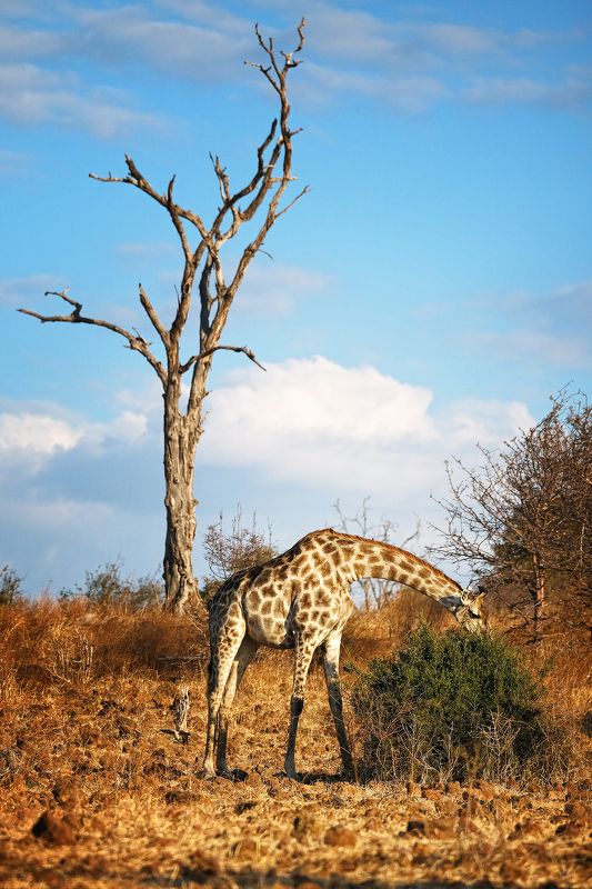 Tall & tallest фото превью